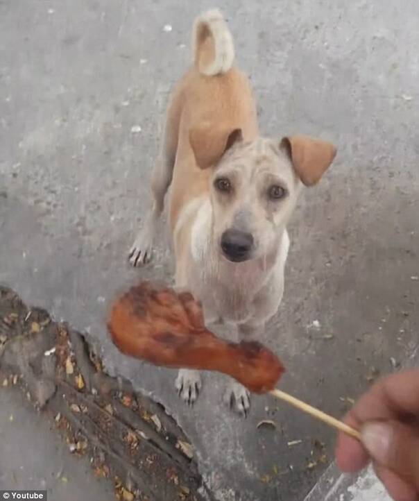 流浪狗接受食物後直接跑遠 沒想到是回家喂孩子