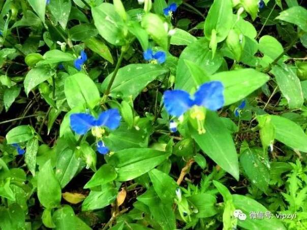 但是在农村,鸭跖草是用来喂猪的一种野草,儿时打猪草时,都会打它,猪