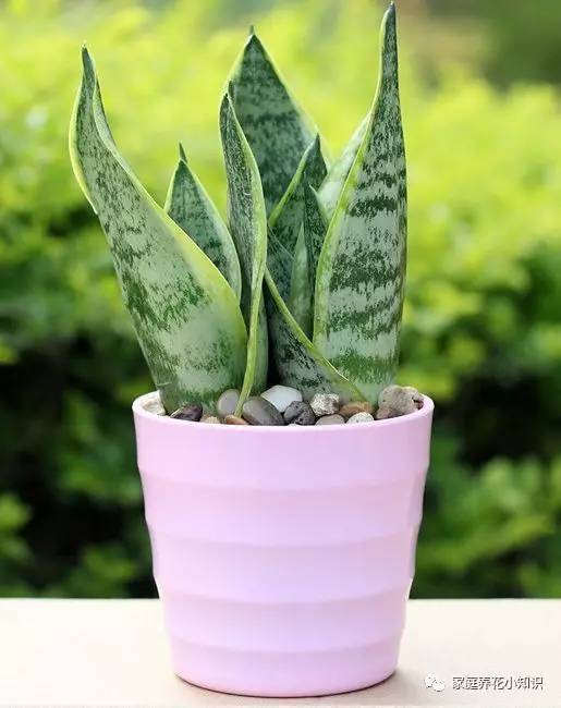 一片叶片就能长一大盆,还需要花钱买花吗?