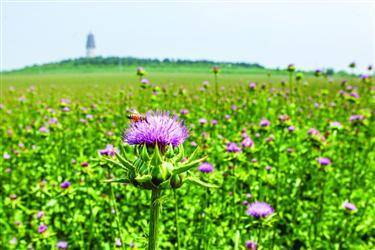 龙城区首届乡村旅游节上绽放的水飞蓟花. □张大为 摄