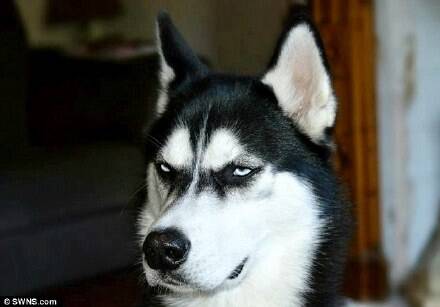 二哈因狷狂不屑眼神走红 帮忧郁症主人进医学院攻读