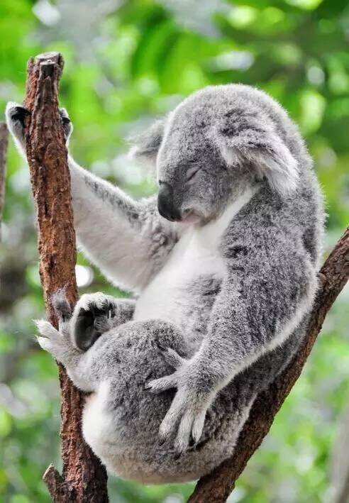 移民澳洲,你决不会后悔!