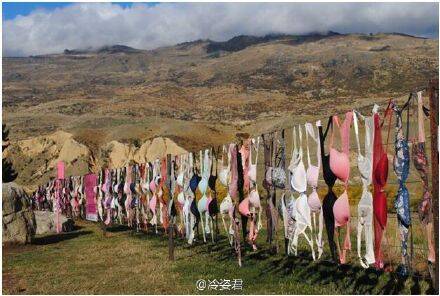 新西兰"卡德罗纳胸罩围栏" 画风独特的旅游景点