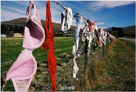 新西兰"卡德罗纳胸罩围栏" 画风独特的旅游景点