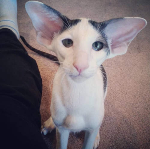 大耳朵图图猫咪叫什么图片