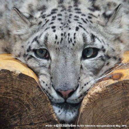 【fun眼看世界】 推主kotapapa930在円山動物園拍到的一隻雪豹,好像