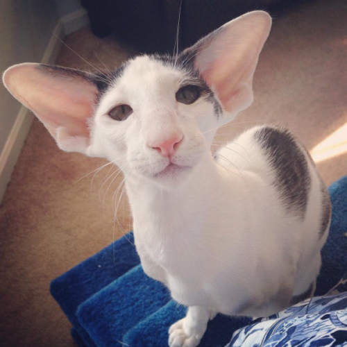 大耳朵猫表情包图片