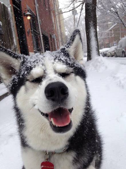 下雪就是这么开森!雪地里的毛小孩们