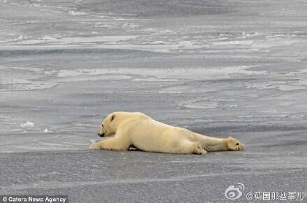 一只北极熊做俯卧撑的全过程 也想成为个肌肉男