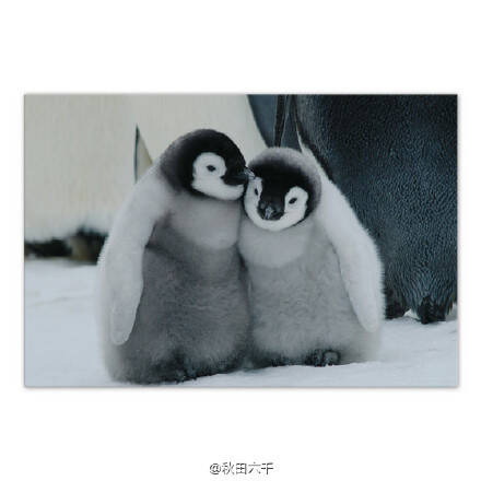 萌宠150526:让人把持不住的帝企鹅幼崽 永远睡不醒的样