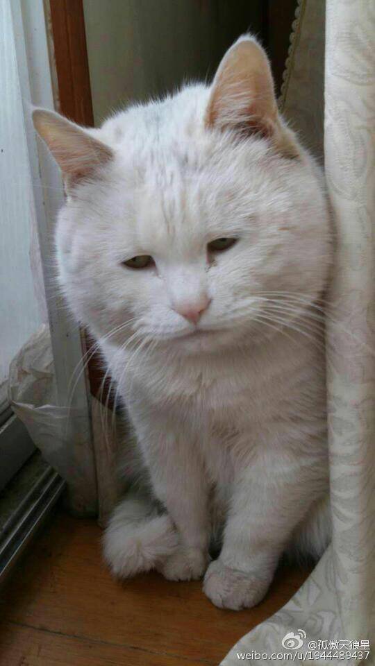 看到这个猫内心突然好愁啊