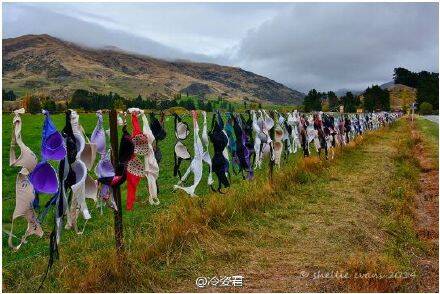 新西兰"卡德罗纳胸罩围栏" 画风独特的旅游景点