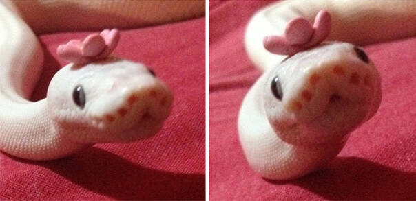 戴帽子的蛇蛇炒鸡萌