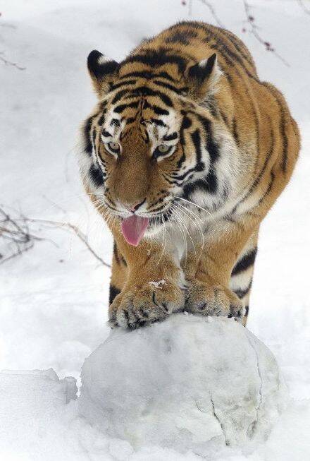 今日的大王也是如此调皮