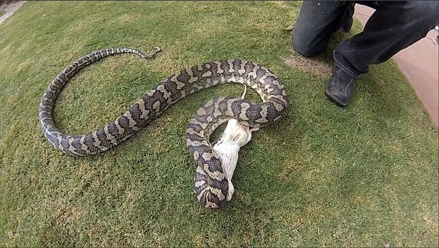 两蟒蛇抢吃老鼠相互缠斗 被人类捕获