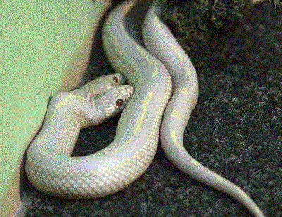 实拍罕见双头蛇吞食老鼠 一头吃一头看