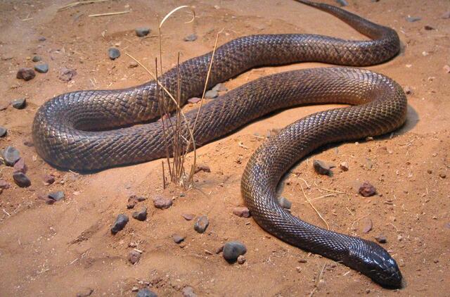 2.【细鳞太攀蛇】