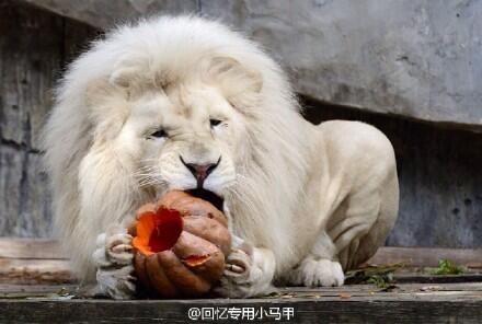 为什么叫三角白狮子 bb3d214310794e11aa29_size36_w440_h296.jpg