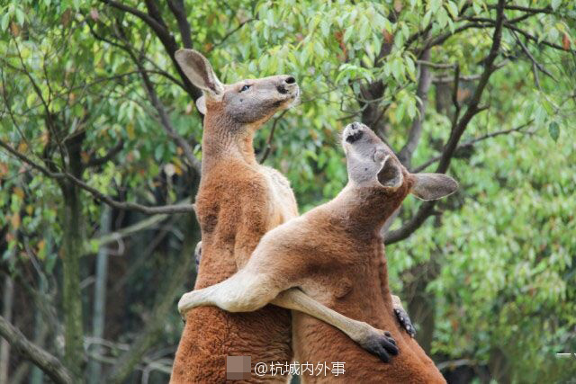 杭州动物园袋鼠打架 画面不可描述