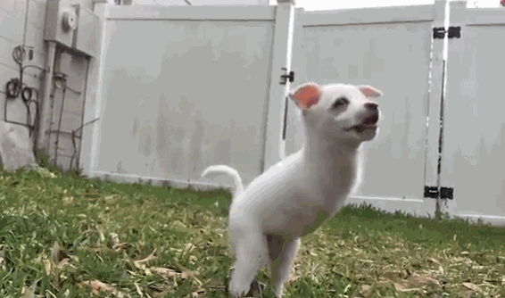 566_334gif 动态图 动图