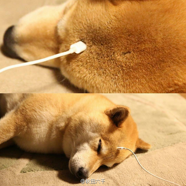 柴犬能量不足,请及时充电 | 生活宝典