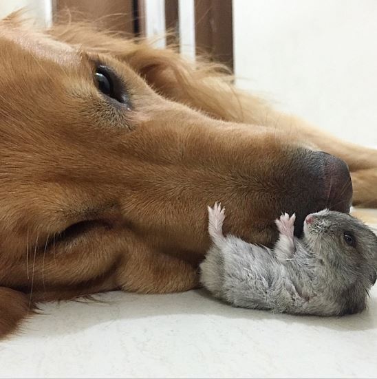 2015最暖心抱抱 来自小动物的爱