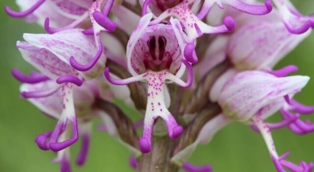 12/22金鱼草 13/22金鱼草花脱落之后会留下非常诡异的种子,很像骷髅