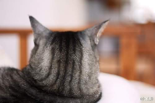 喵星人的后脑勺 软萌好揉捏