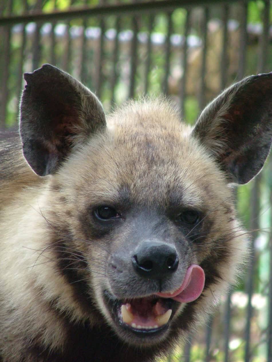 最凶猛野兽照片