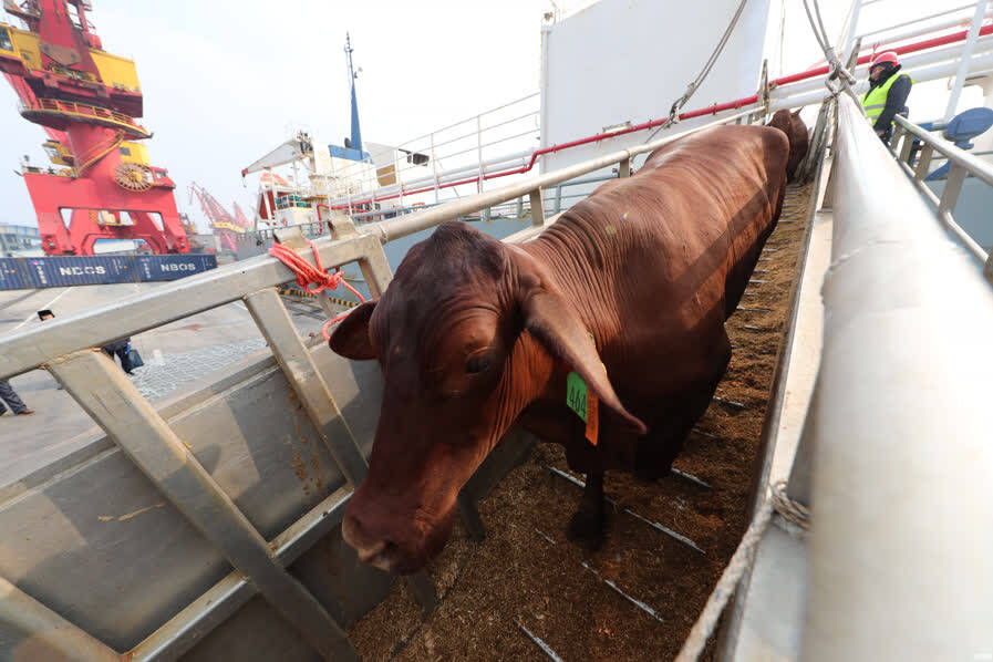 宁波口岸首次进口澳洲活牛