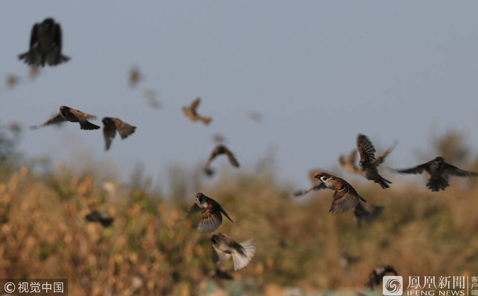 大批麻雀在胶州湾畔飞舞