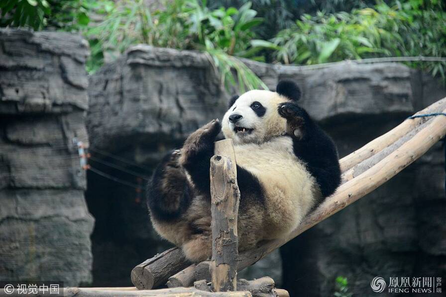 2018年5月18日,北京,午休起床的大熊猫点点在进行热身运动.