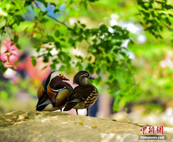 七夕将至 动物情侣们组团"秀恩爱"