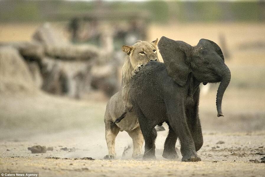 图中小象误入狮群,一头幼狮在没有其他狮子的帮助下独自扑到小象身上.