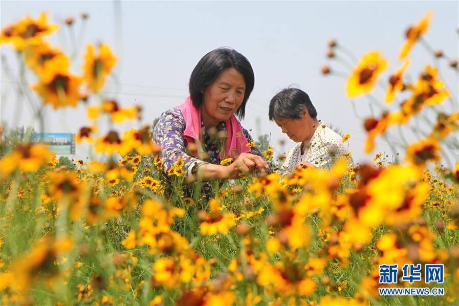 特色菊花種植鋪就脫貧路_河南頻道_鳳凰網