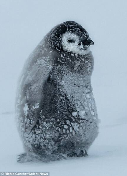 企鹅在暴风雪中取暖一幕