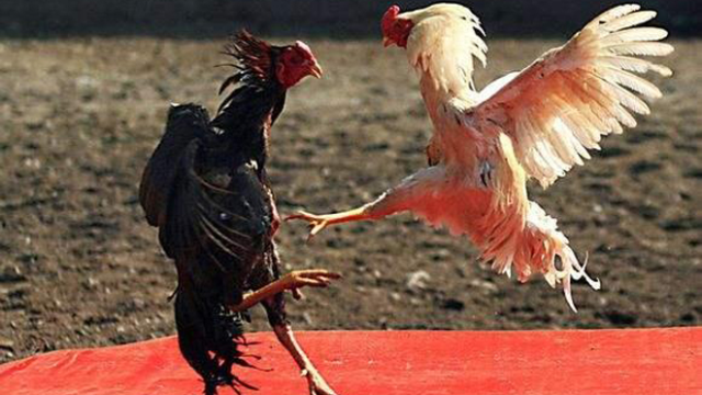 鸡鸡相斗何时了公鸡中的战斗机