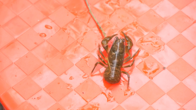 东北的蝲蛄和林蛙,很多人想吃都吃不到