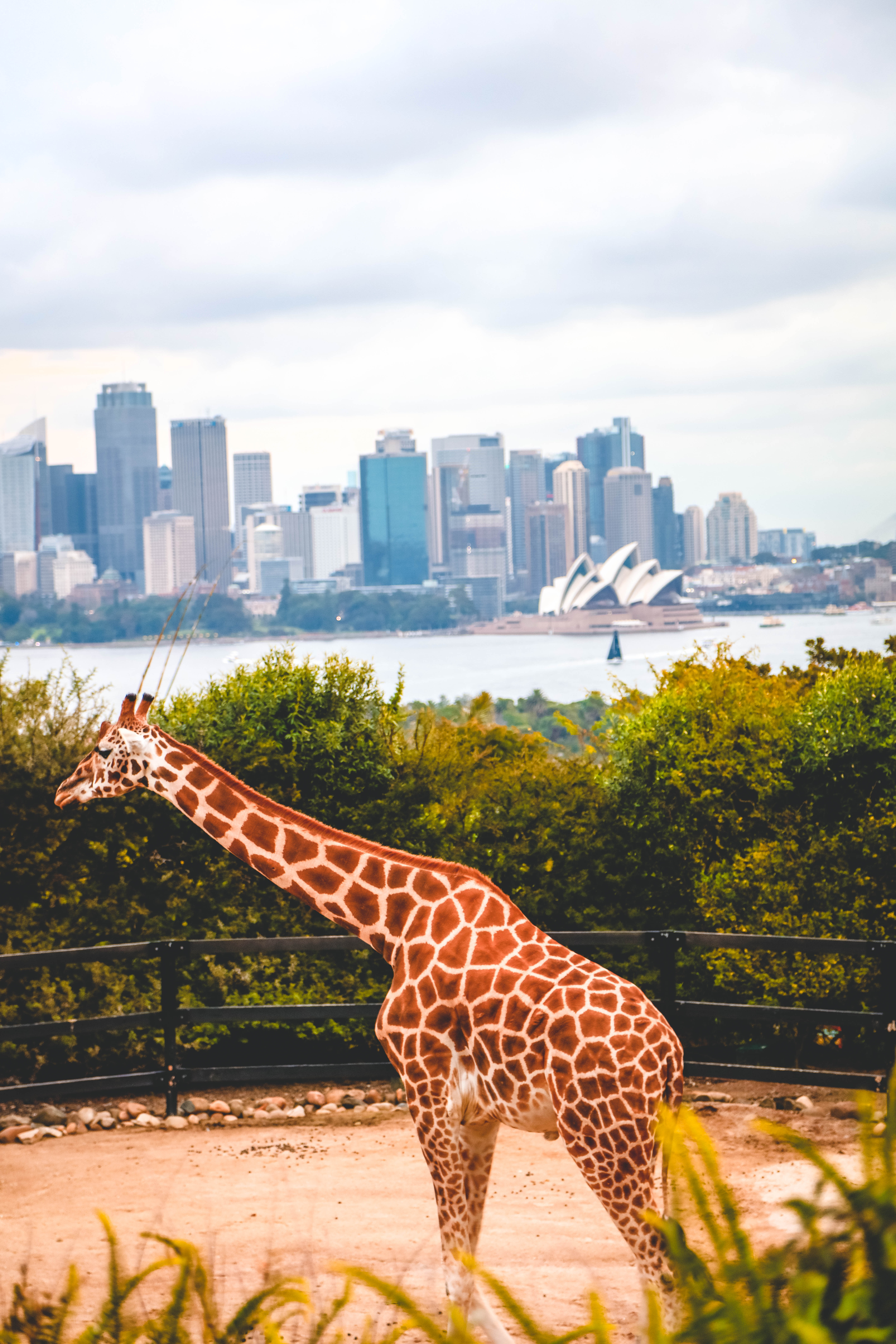 在动物园亲自体验了喂袋鼠,这感觉也是棒棒哒.