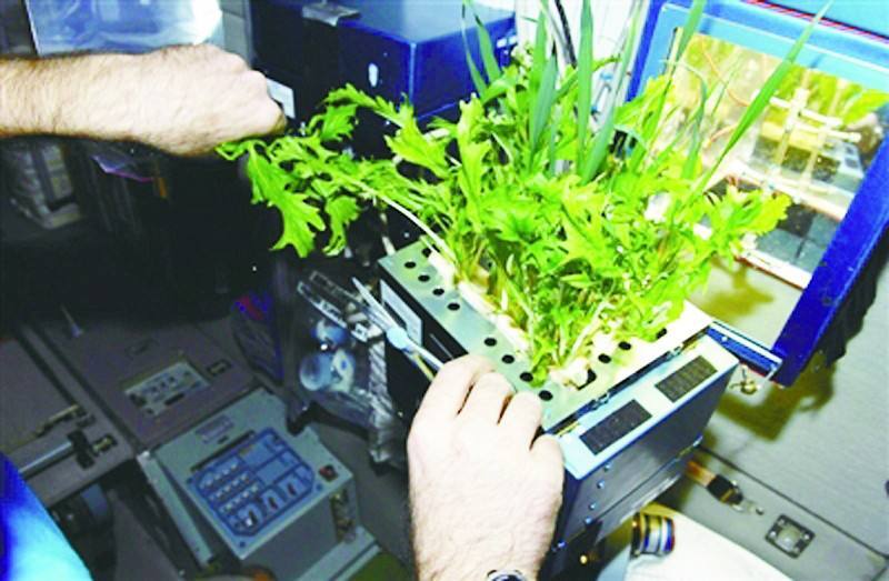 别样的生活:航天员如何在太空上种菜?_凤凰网科技_凤凰网