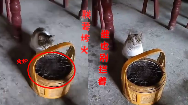 喵星人像人类一样烤火炉 这小表情萌化了