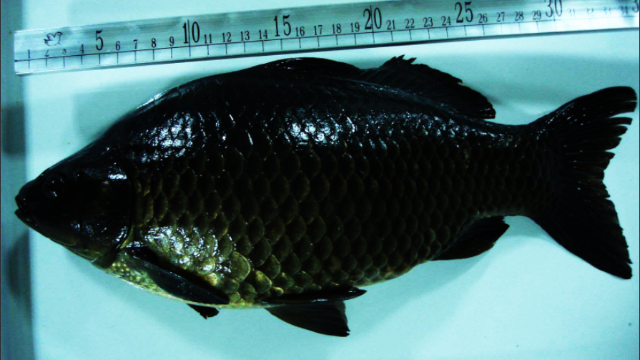 我们不一样围观围观钓鱼上如此黑的鲤鱼比非洲人还黑