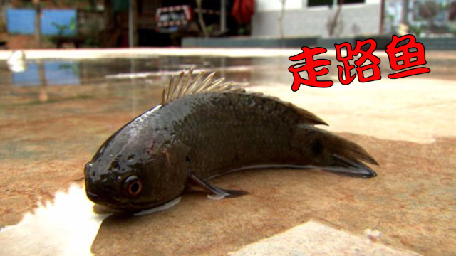 会走路的鱼一年走出500万这么极品分分钟上天啊