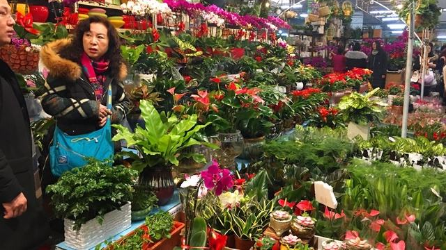 花卉市场买花这几种花不要买都是店家的陷阱