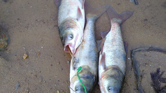 實拍東江釣魚人:寒冷冬天守釣1天1夜,僅僅4條大鱅魚,很開心_鳳凰網視