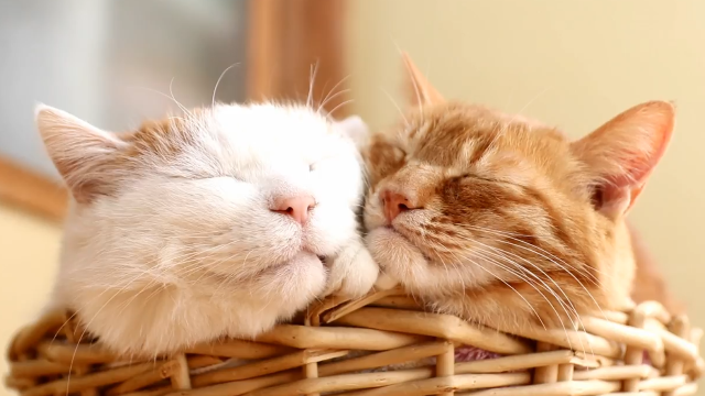 我就这样看两只猫咪睡觉的视频看了整整一分钟超萌好想抱抱