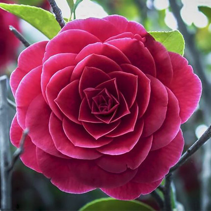 这些耐阴植物,冬季也能开花开爆盆,好看又好养,当季开出漂亮花朵