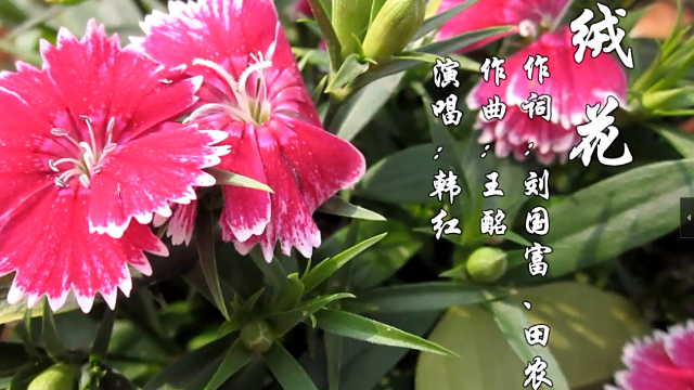 经典老歌分享绒花韩红