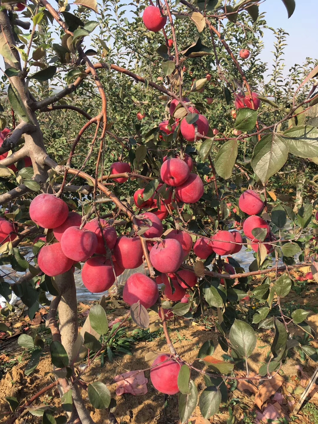 讓紅肉蘋果揭開神秘面紗!