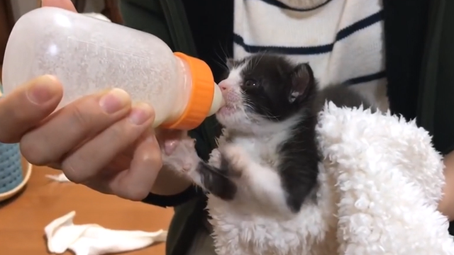 一个小奶猫喝奶的视频奶声奶气超可爱